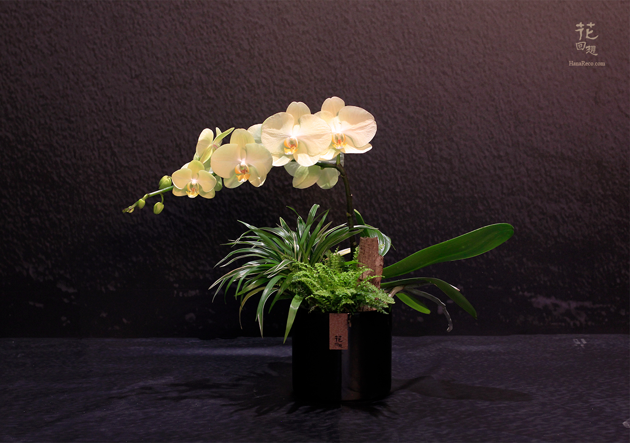 高雅尊貴的蝴蝶蘭