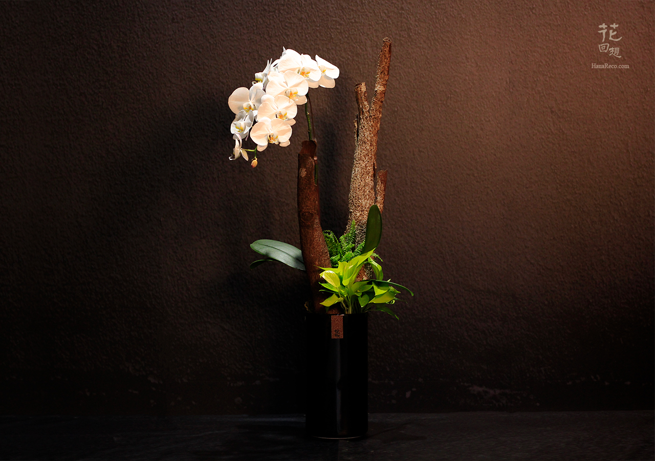 高雅尊貴的蝴蝶蘭