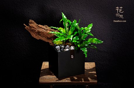 綠色植物 HR-PG03