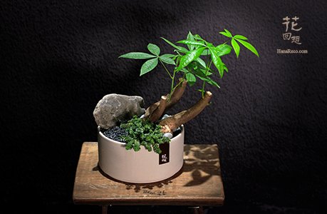 綠色植物 HR-PG02