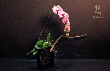 蘭花盆栽  HR-PO08
