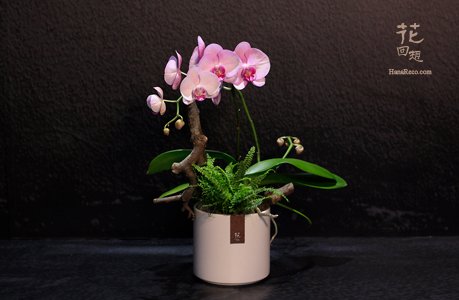 蘭花盆栽  HR-PO02