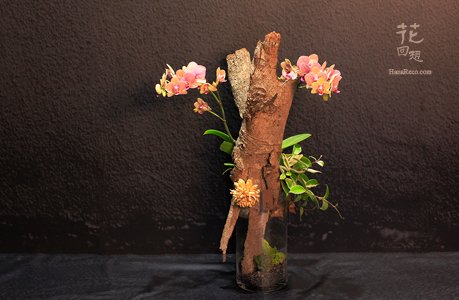 蘭花盆栽  HR-PO12
