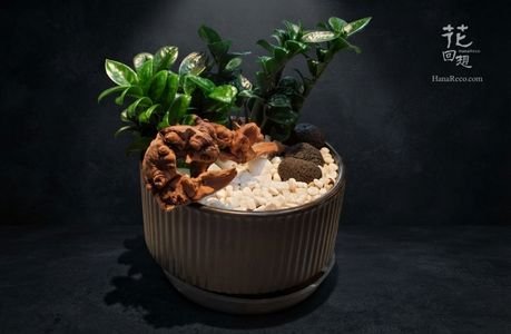 綠色植物 HR-PG09