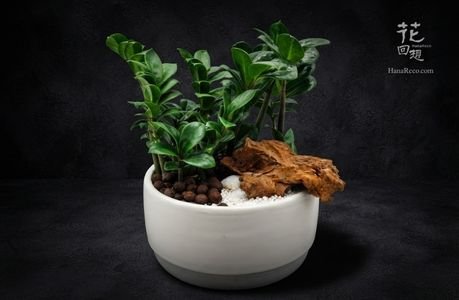 綠色植物 HR-PG08