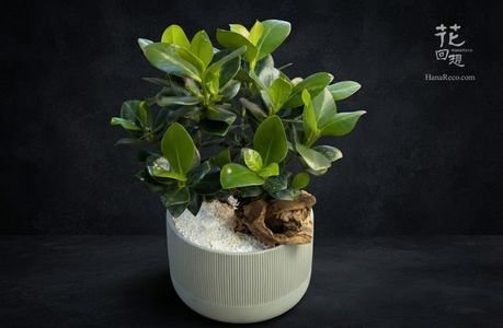 綠色植物 HR-PG13