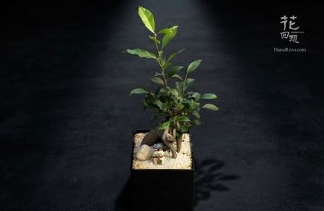 綠色植物 HR-PG01
