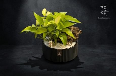 綠色植物 HR-PG05