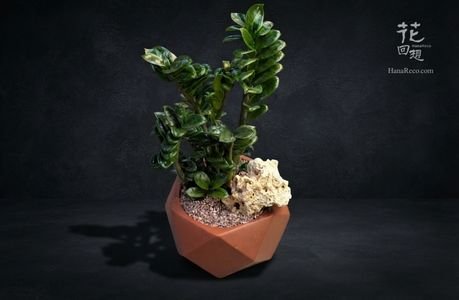 綠色植物 HR-PG04