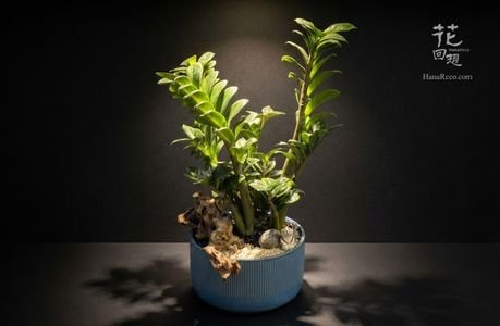 綠色植物 HR-PG07