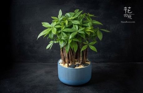 綠色植物 HR-PG02