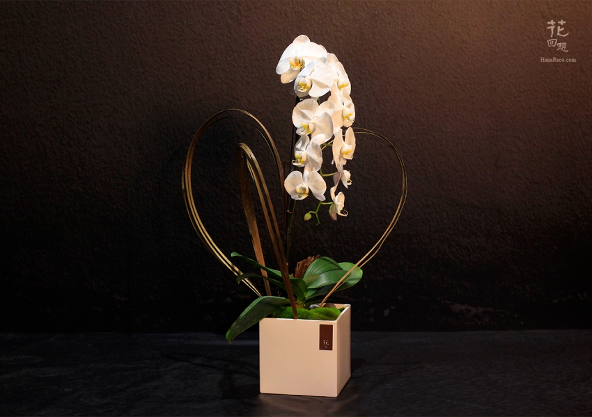 蘭花盆栽hr Po0001 花回想花藝設計