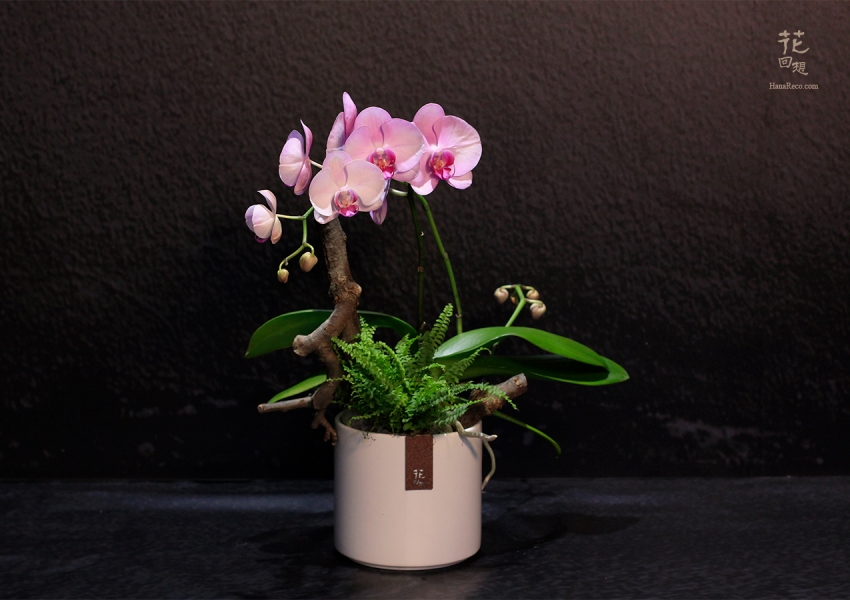 高雅尊貴的蝴蝶蘭