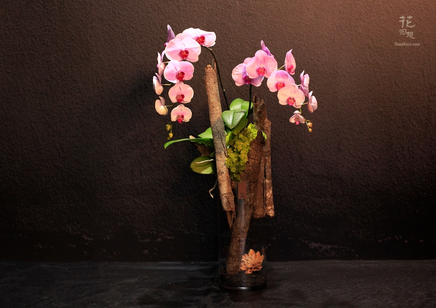 高雅尊貴的蝴蝶蘭